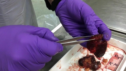 Thumbnail for Adrenal glands of the ox