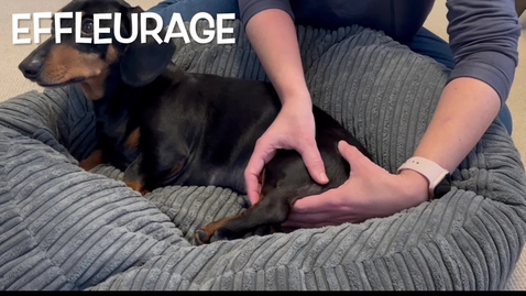 Thumbnail for entry Canine massage techniques: Effleurage