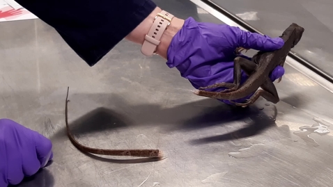Thumbnail for Caudal tail autotomy in the lizard