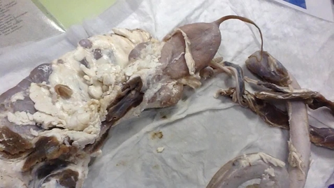 Thumbnail for Reproductive tract in the bull: Clip 2