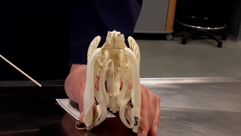 Thumbnail for Anatomy of the snake skull