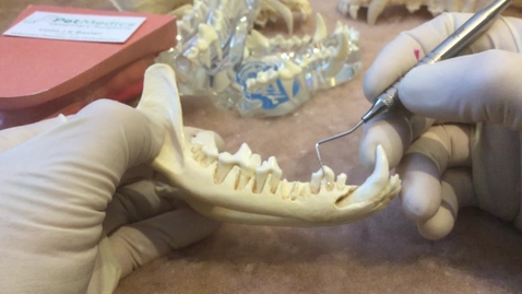 Thumbnail for Converting a multi rooted tooth into single-rooted teeth for closed extraction