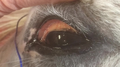 Thumbnail for Nystagmus in the horse