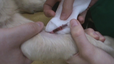 Thumbnail for Placing an intravenous cannula in the cephalic vein