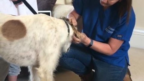 Thumbnail for Clinical examination in the dog