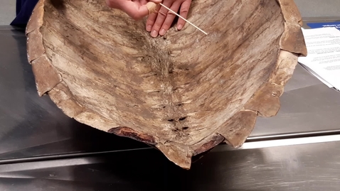 Thumbnail for Chelonian shell structure: Part 2