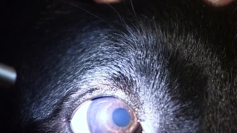Thumbnail for Examination of the eye: Equipment and technique