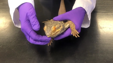 Thumbnail for An introduction to reptile clinical examinations