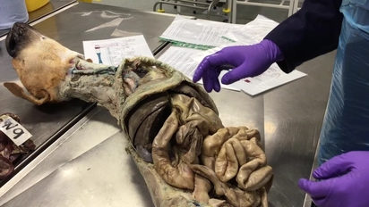 Dog new arrivals gastrointestinal tract