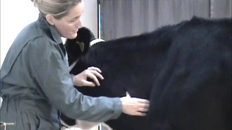Thumbnail for entry Musculoskeletal examination in the cow