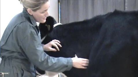 Thumbnail for Musculoskeletal examination in the cow