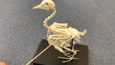 Thumbnail for Forelimb of the bird: Clip 1