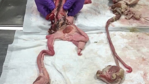 Thumbnail for Reproductive tract in the boar