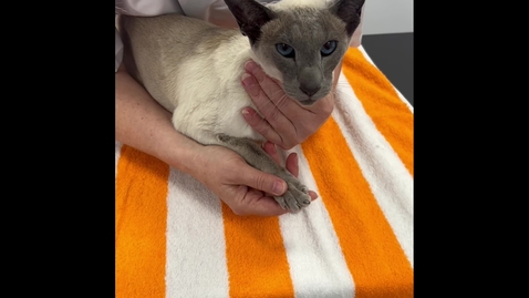 Thumbnail for Clinical examination of the cat