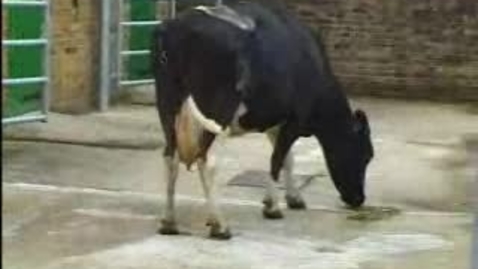 Thumbnail for The Mad Cow: BSE Clip 7