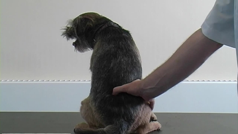 Thumbnail for entry Performing a neurological examination in the dog
