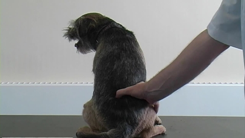 Thumbnail for Performing a neurological examination in the dog