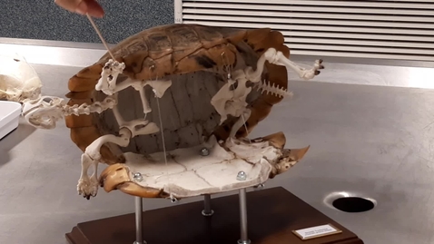 Thumbnail for Chelonian locomotion