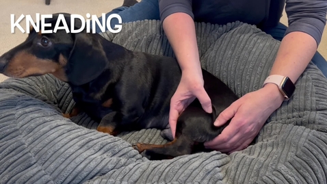 Thumbnail for entry Canine massage techniques: Kneading