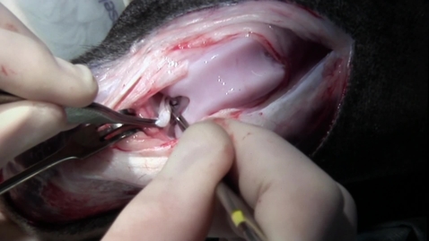 Thumbnail for Lateral approach to the stifle joint