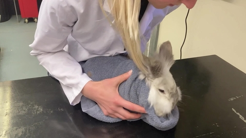 Thumbnail for Rabbit handling and restraint