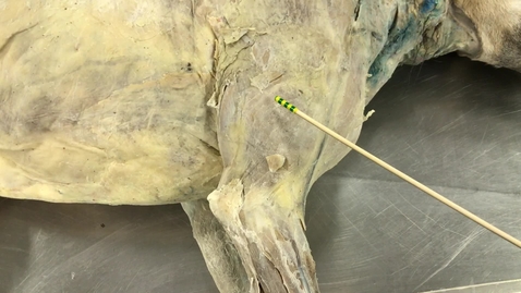 Thumbnail for Extrinsic forelimb muscles of the dog: Retractors
