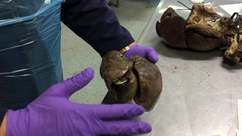 Thumbnail for Anatomy of the gastrointestinal tract in the dog: Liver - Clip 3