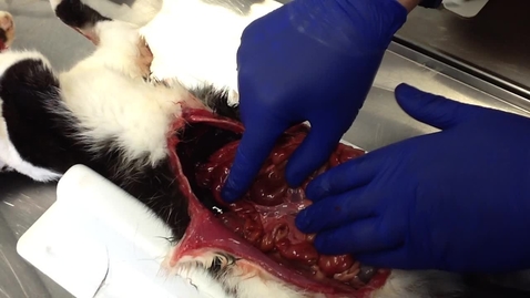 Thumbnail for Anatomy of the gastrointestinal tract in the cat: Duodenum