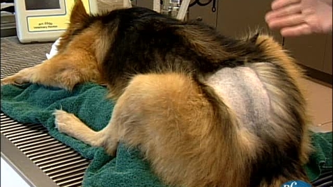 Thumbnail for Positioning an animal for epidural