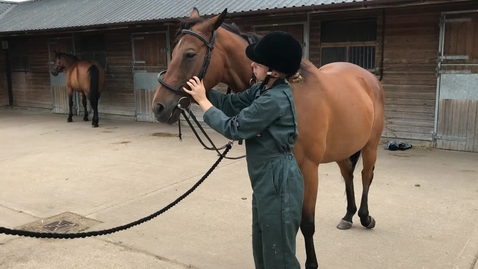 Thumbnail for Applying a bridle
