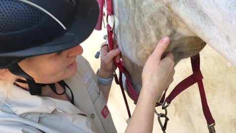 Thumbnail for Clinical examination in the horse: Submandibular lymph node exam