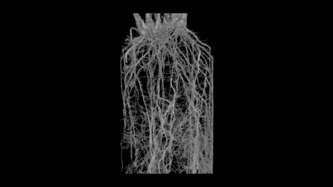Thumbnail for UoN The Hidden Half: Congo Grass (Brachiaria ruziziensis)