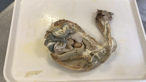 Thumbnail for Gastrointestinal tract in the chicken
