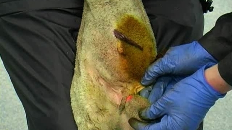 Thumbnail for Rubber ring castration
