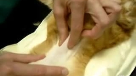 Thumbnail for entry Feline hyperthyroidism: Goiter detection