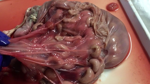 Thumbnail for Ovine placenta in midterm gestation