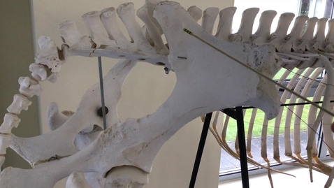Thumbnail for Hindlimb of the horse: Pelvis