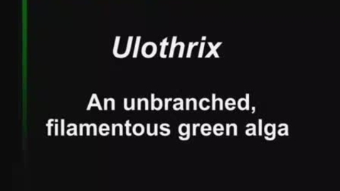 Thumbnail for Ulothrix