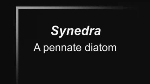 Thumbnail for Synedra