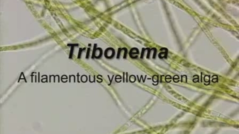 Thumbnail for Tribonema