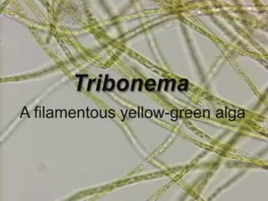 tribonema