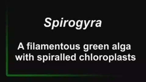 Thumbnail for entry Spirogyra