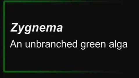 Thumbnail for Zygnema