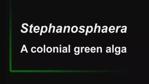 Thumbnail for Stephanosphaera