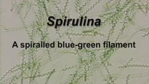 Thumbnail for entry Spirulina