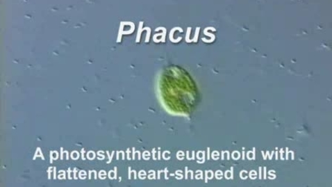 Thumbnail for Phacus