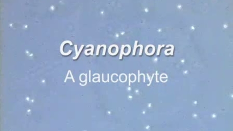 Thumbnail for Cyanophora