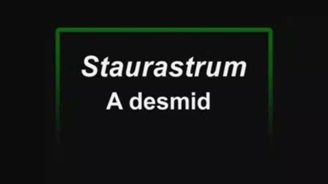 Thumbnail for entry Staurastrum