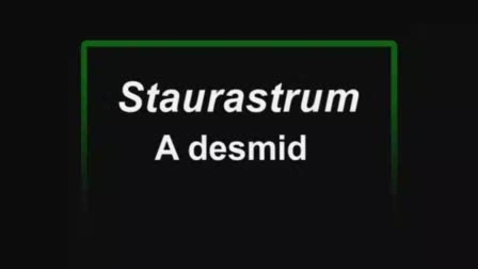 Thumbnail for Staurastrum