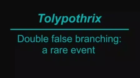 Thumbnail for Tolypothrix_b